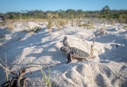 Relaxing at Lara Bay Turtle Conservation Station